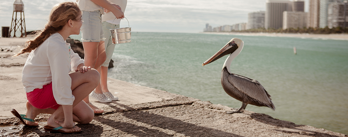 A child looks at a pelican